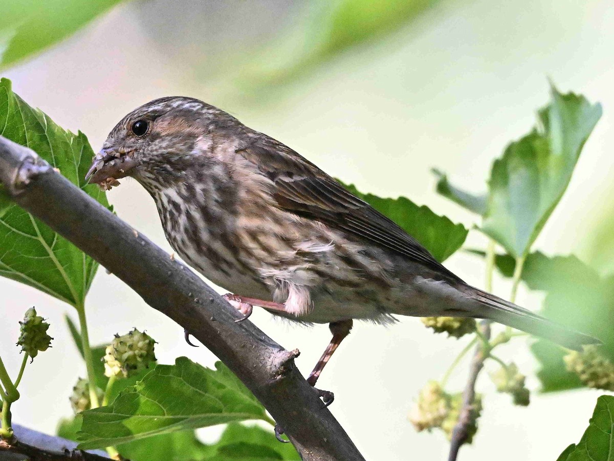 Purple Finch - ML657357497
