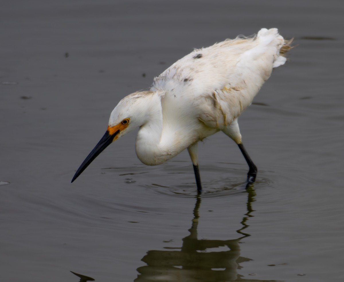 Snowy Egret - ML657357498