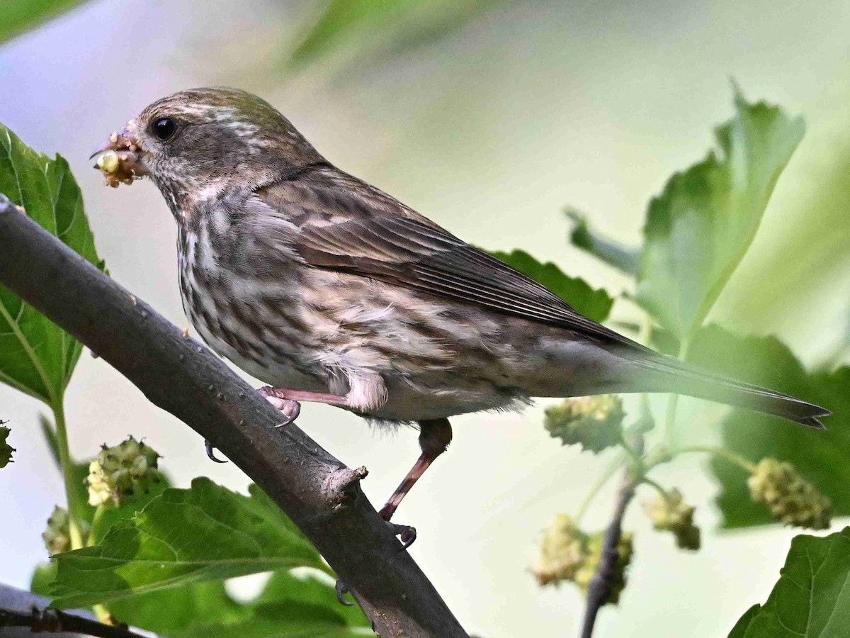 Purple Finch - ML657357499