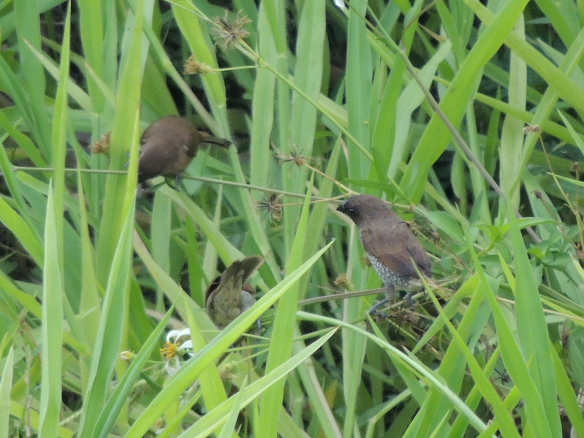Scaly-breasted Munia - ML657357500