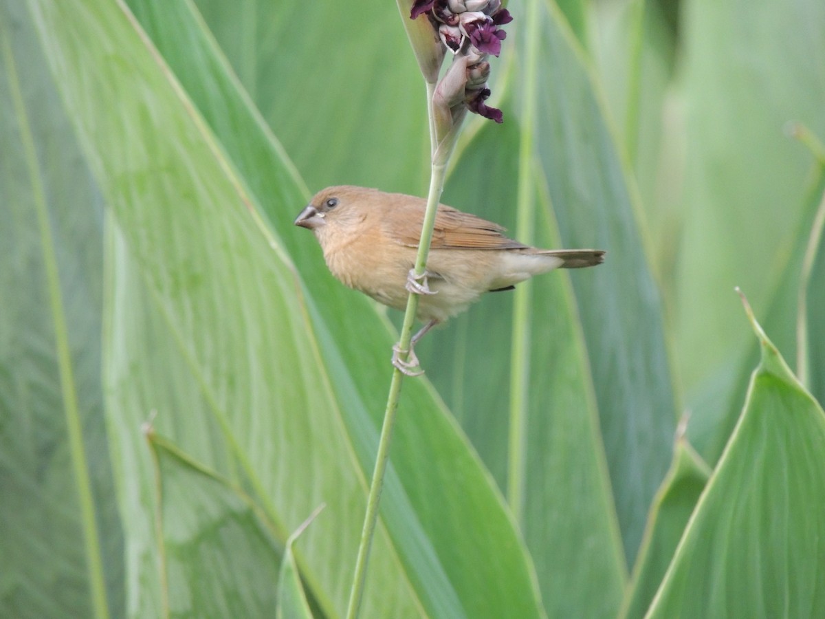 Scaly-breasted Munia - ML657357501