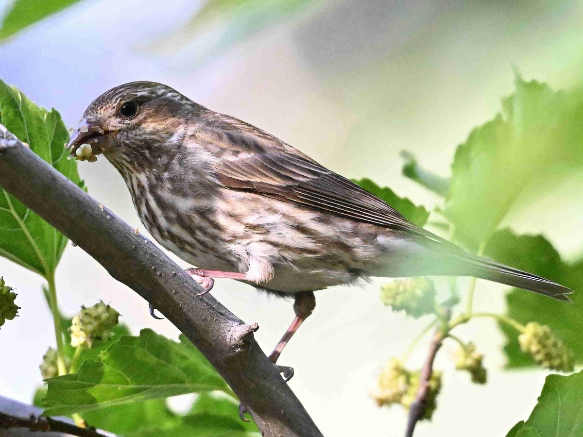 Purple Finch - ML657357502