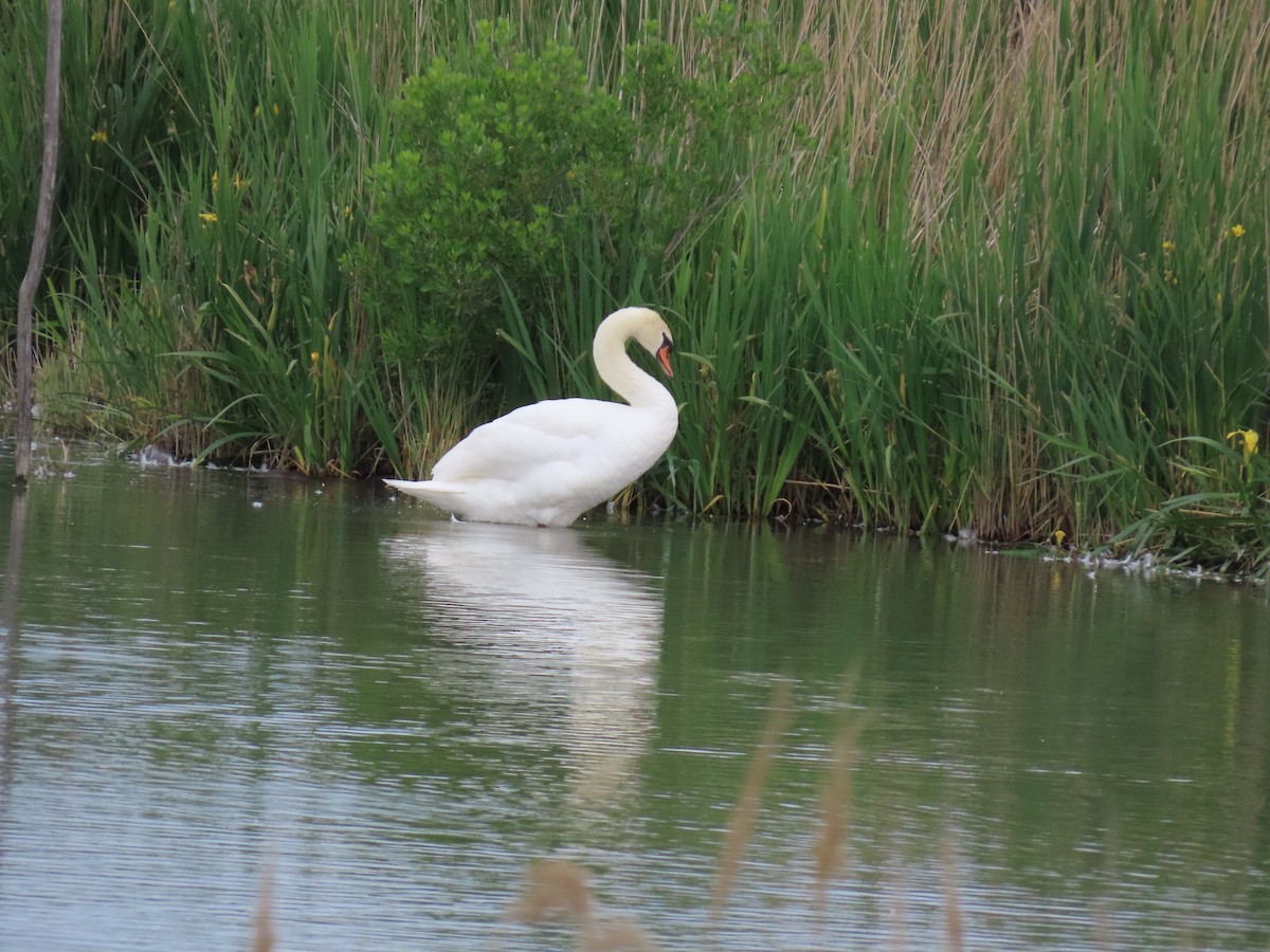 Mute Swan - ML657357503