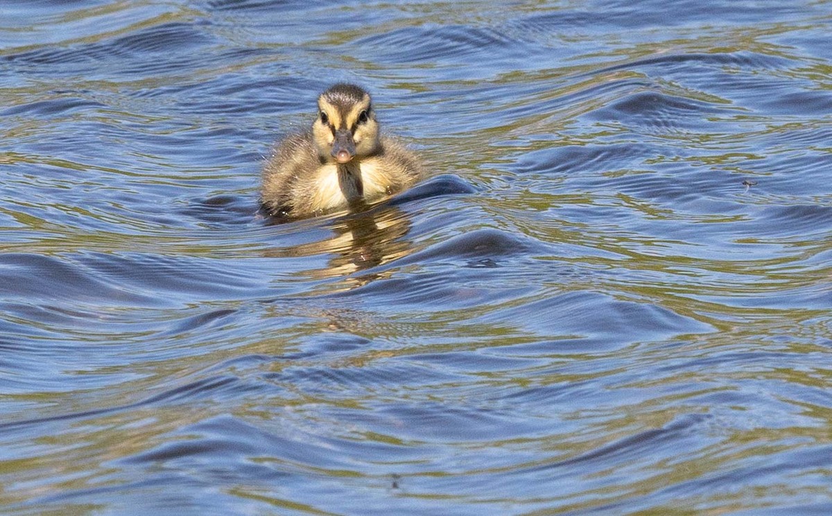 Mallard - ML657357505