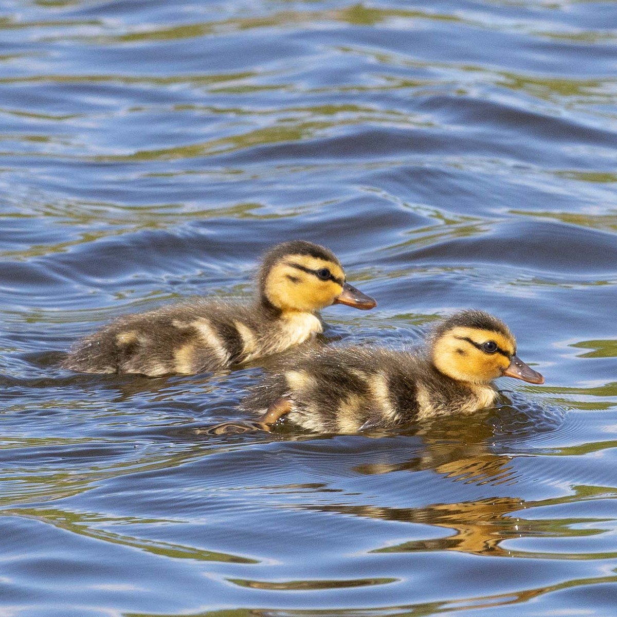Mallard - ML657357506