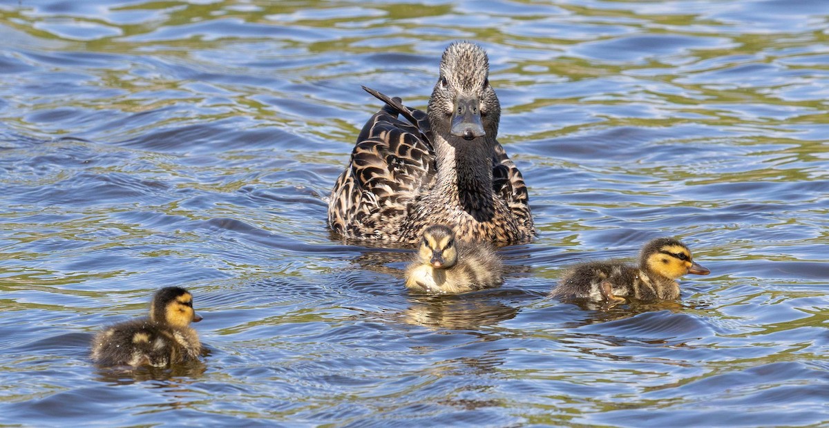 Mallard - ML657357507