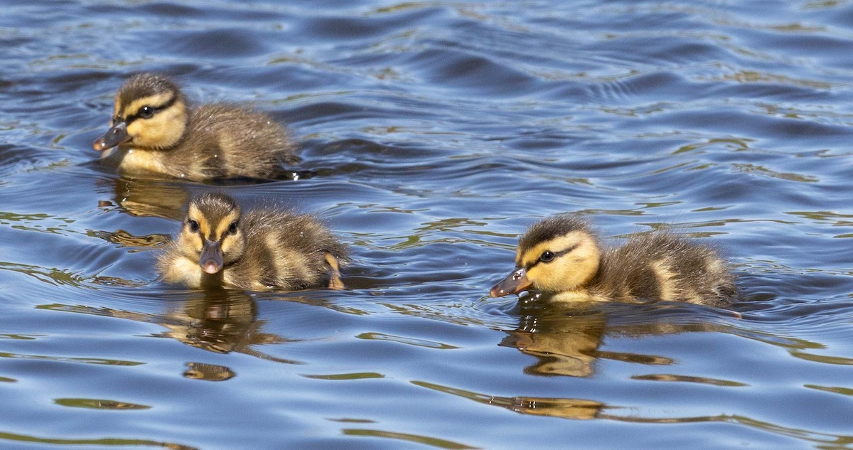 Mallard - ML657357508