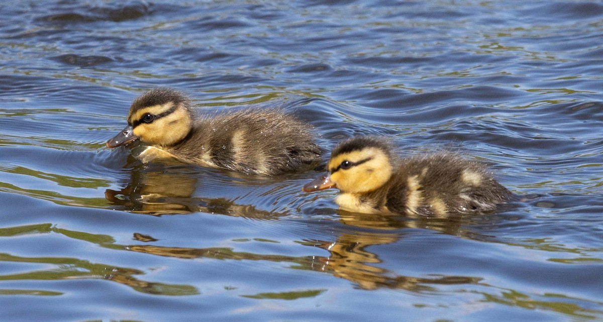 Mallard - ML657357509
