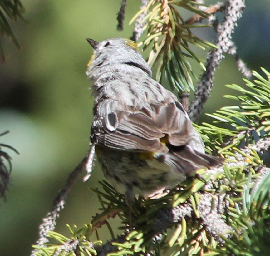 Yellow-rumped Warbler - ML65735751