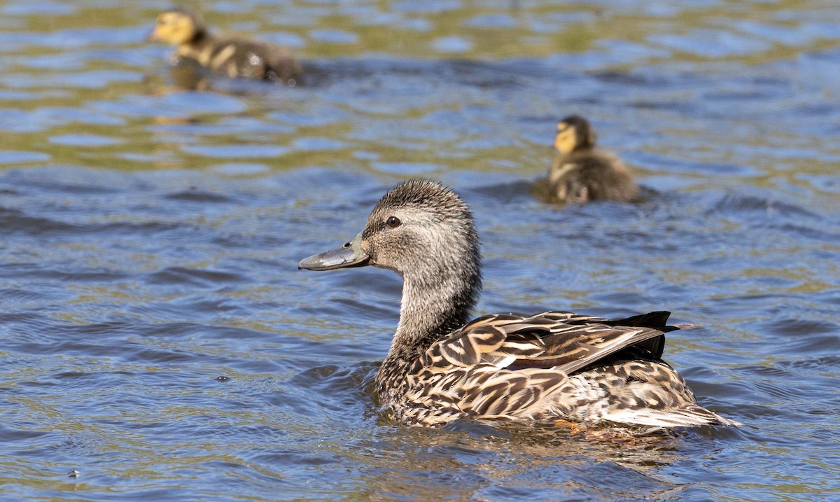 Mallard - ML657357510