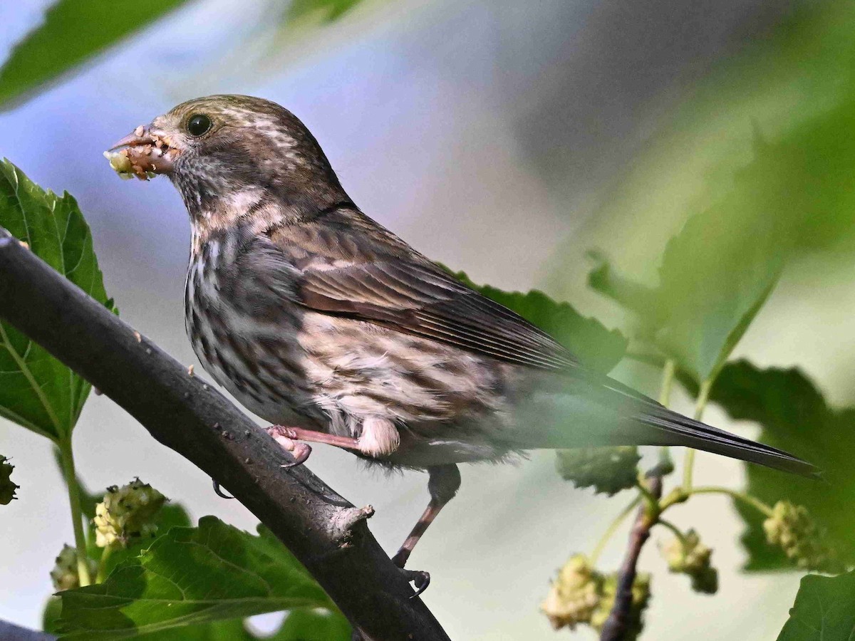 Purple Finch - ML657357511