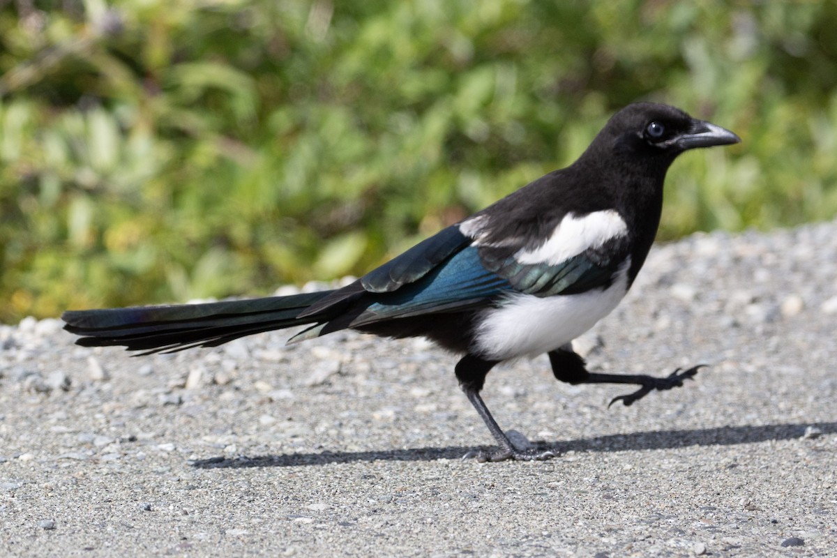 Black-billed Magpie - ML657357513