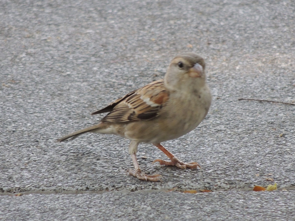 House Sparrow - ML657357515