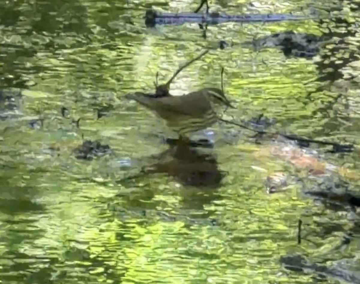 Northern Waterthrush - ML657357516