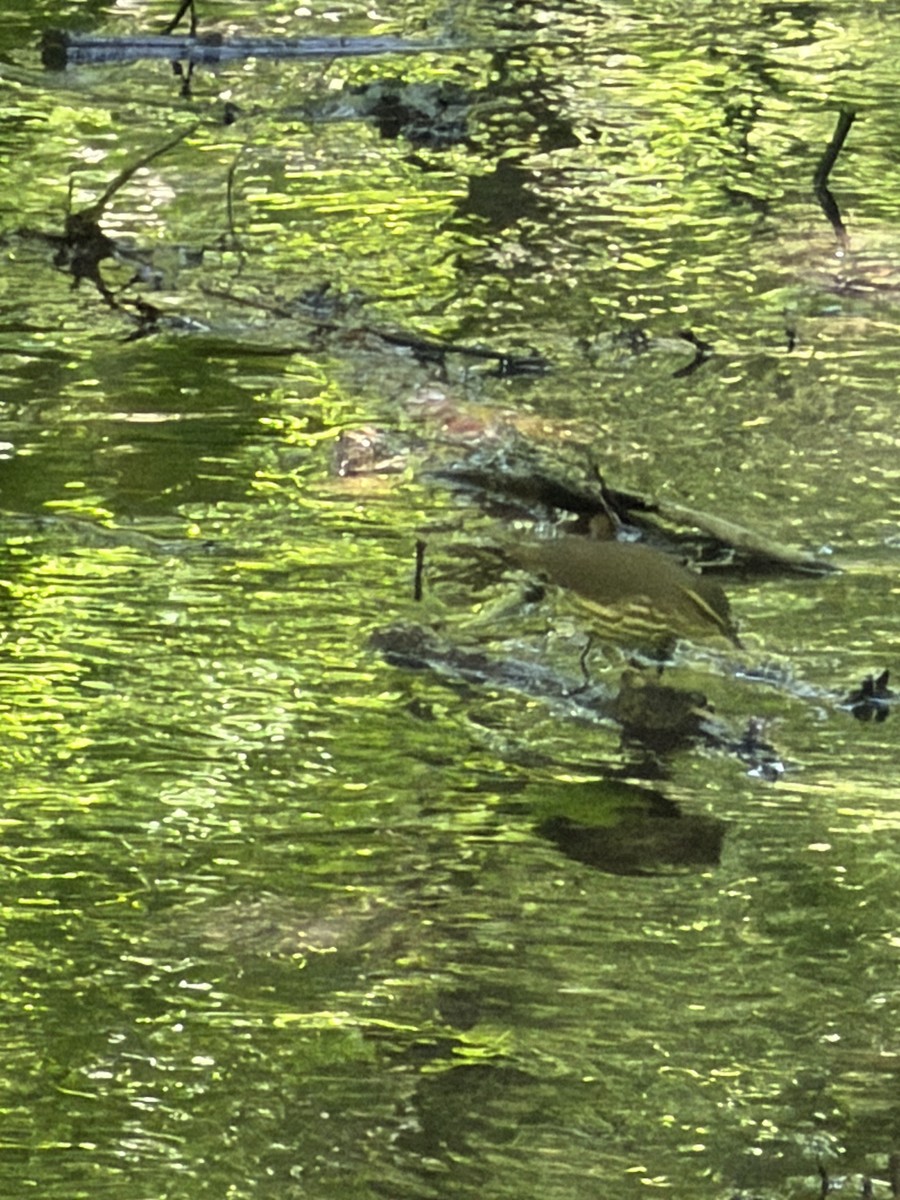 Northern Waterthrush - ML657357517
