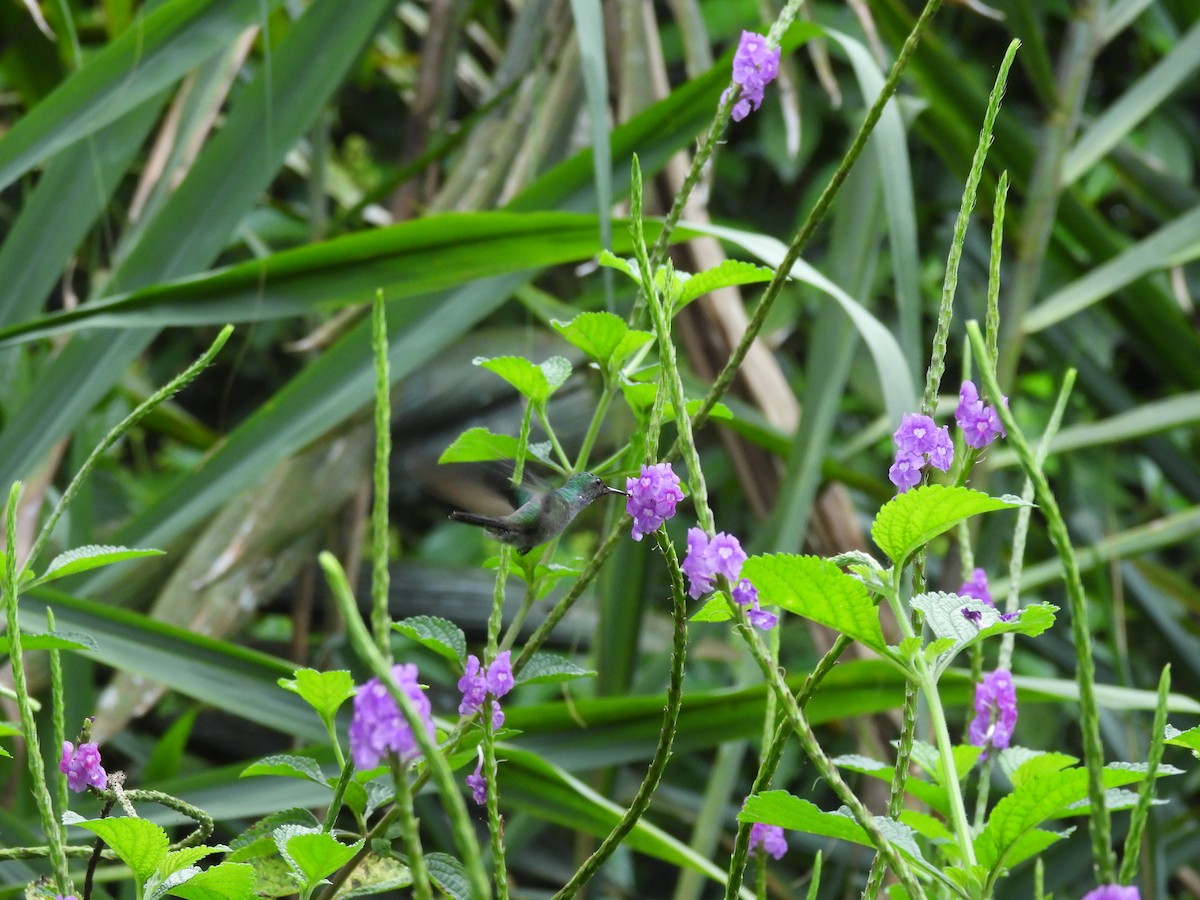 Violet-headed Hummingbird - ML657357518
