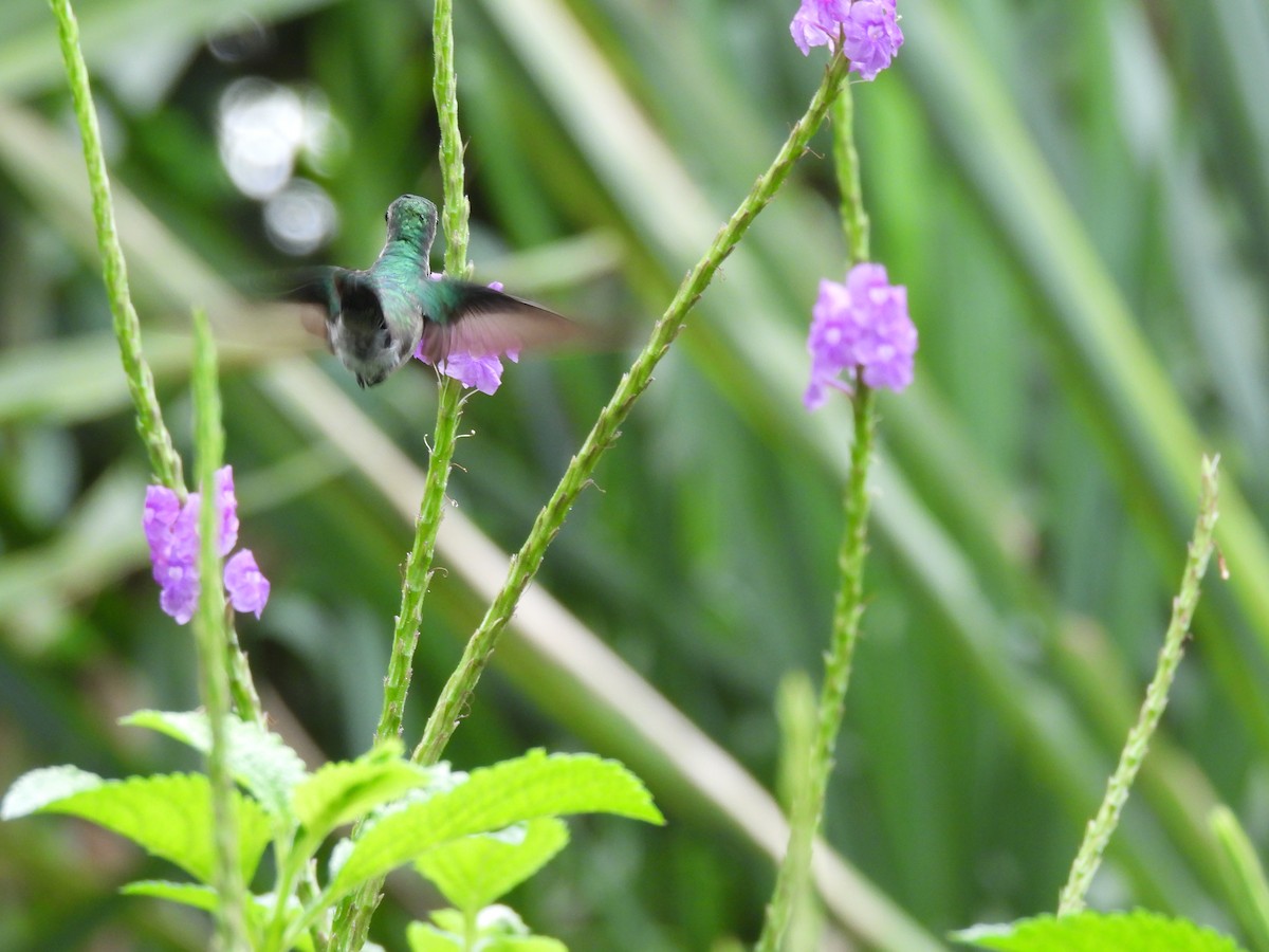 Violet-headed Hummingbird - ML657357519