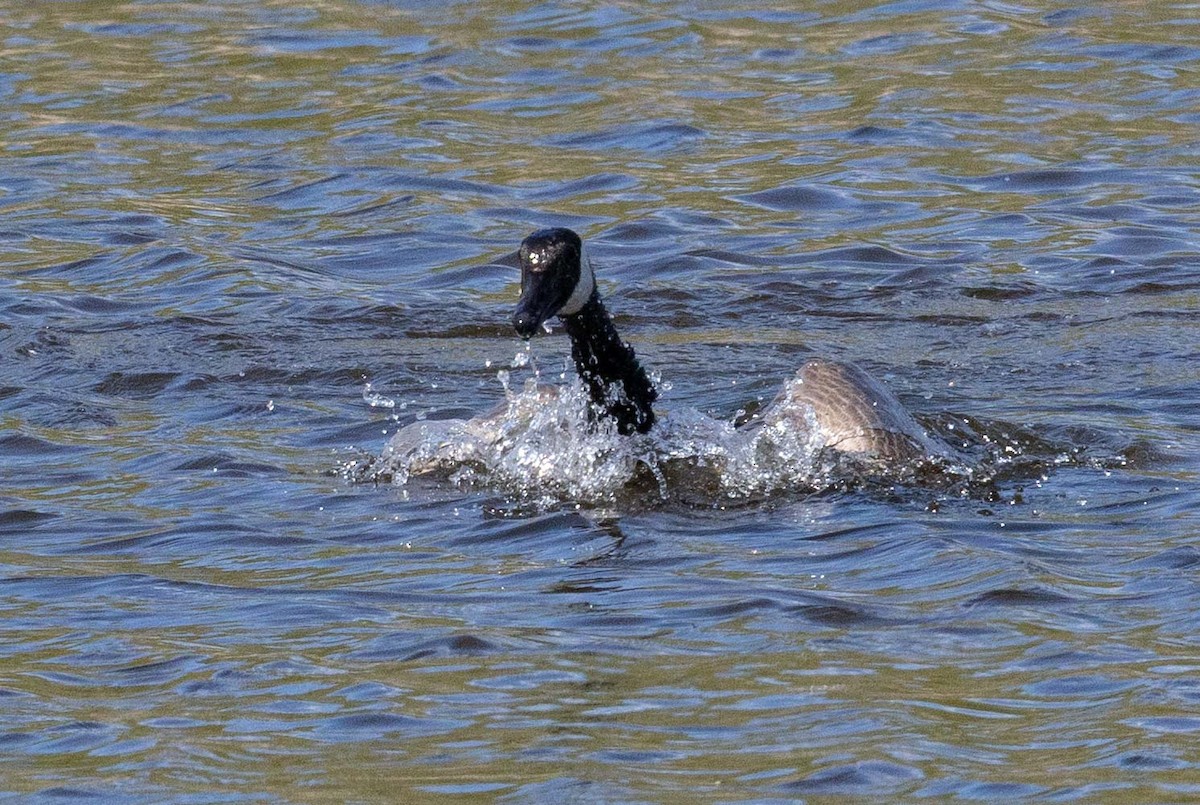 Canada Goose - ML657357521