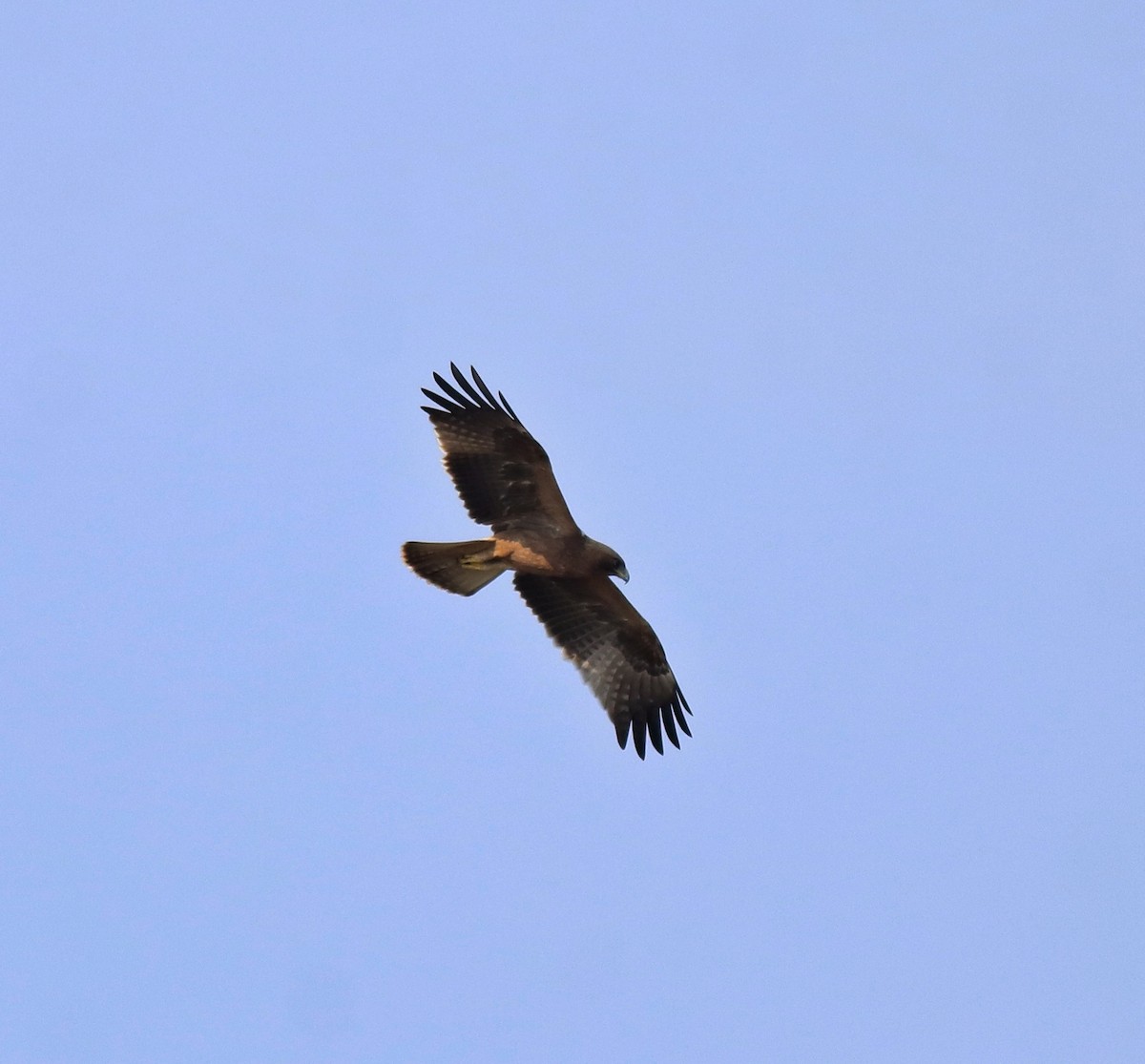 Küçük Kartal - ML657358778