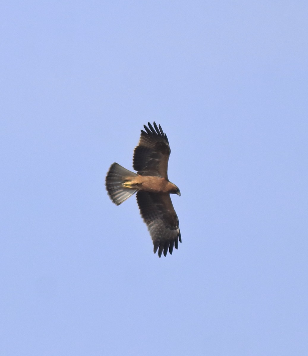 Küçük Kartal - ML657358779