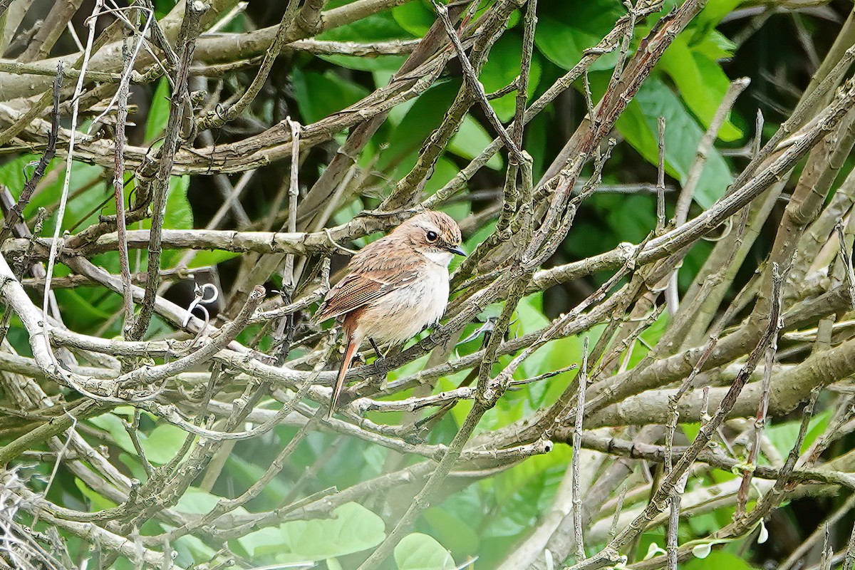 Gray Bushchat - ML657358953