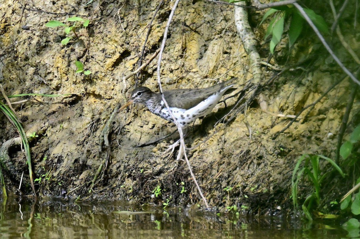 flekksnipe - ML657359047