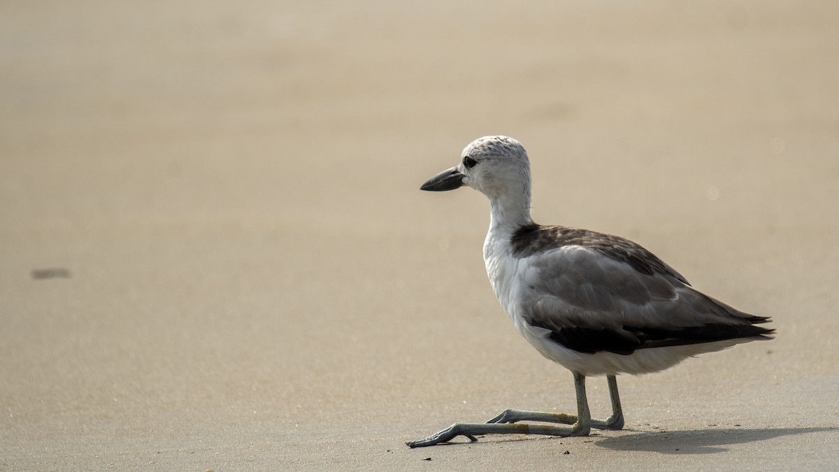 Crab-Plover - ML657359379