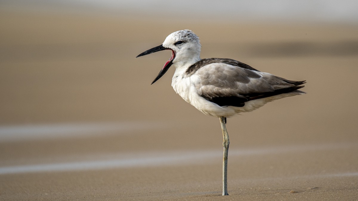 Crab-Plover - ML657359380