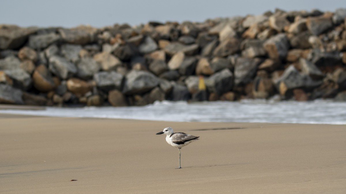 Crab-Plover - ML657359381