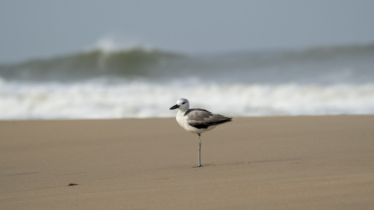 Crab-Plover - ML657359382