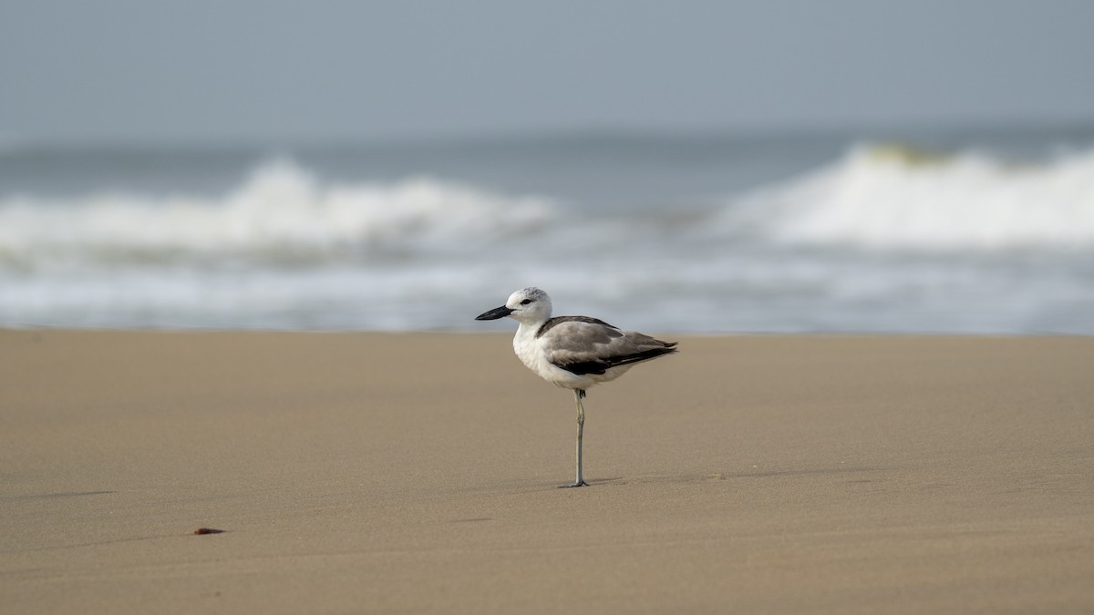 Crab-Plover - ML657359383