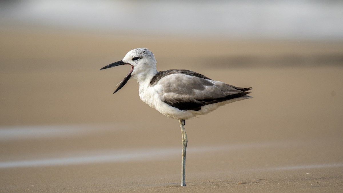 Crab-Plover - ML657359384