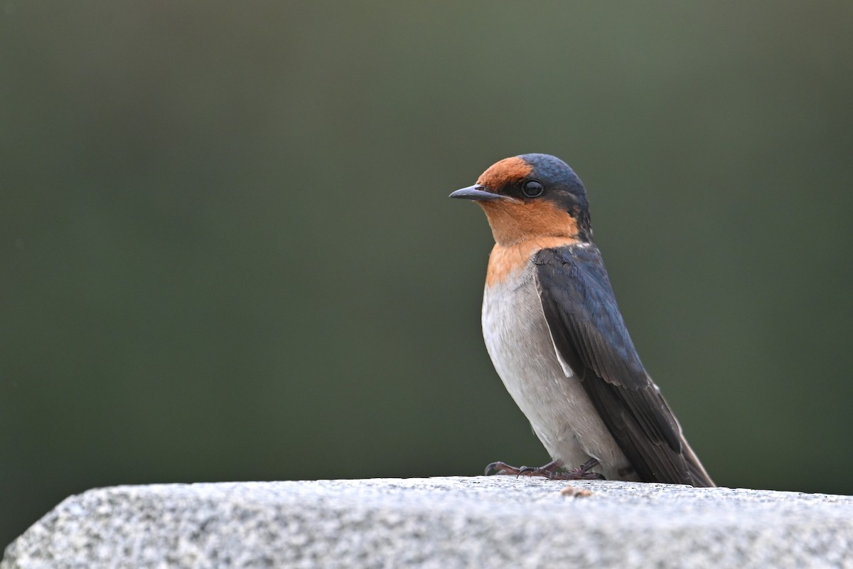 Golondrina del Pacífico - ML657359462