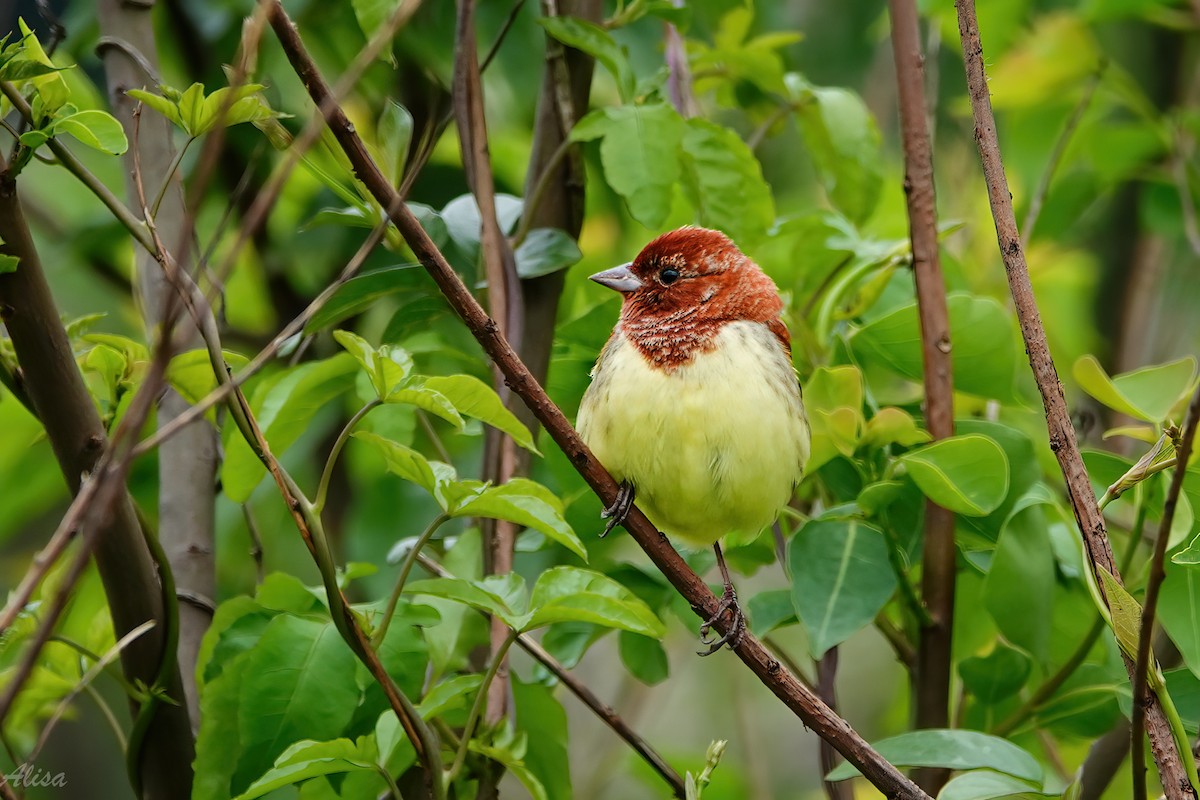 Chestnut Bunting - ML657359626