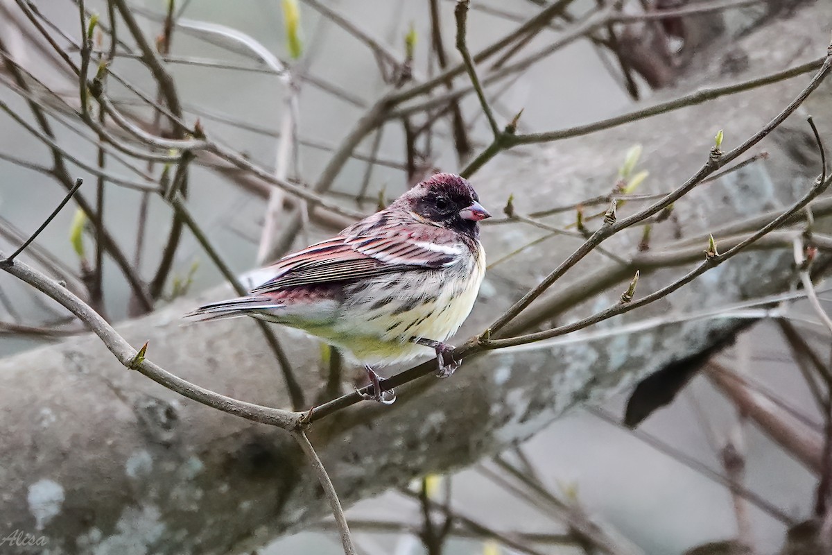 Yellow-breasted Bunting - ML657359630