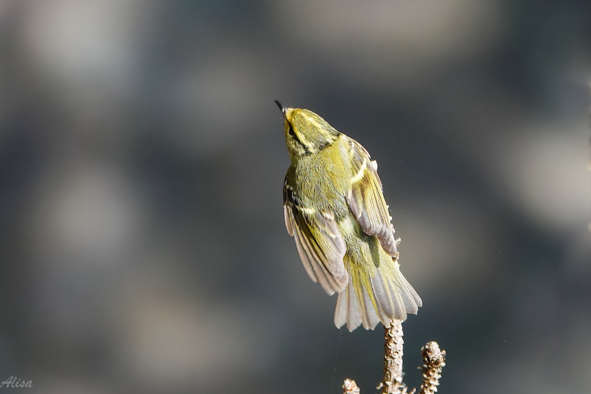 Pallas's Leaf Warbler - ML657359662