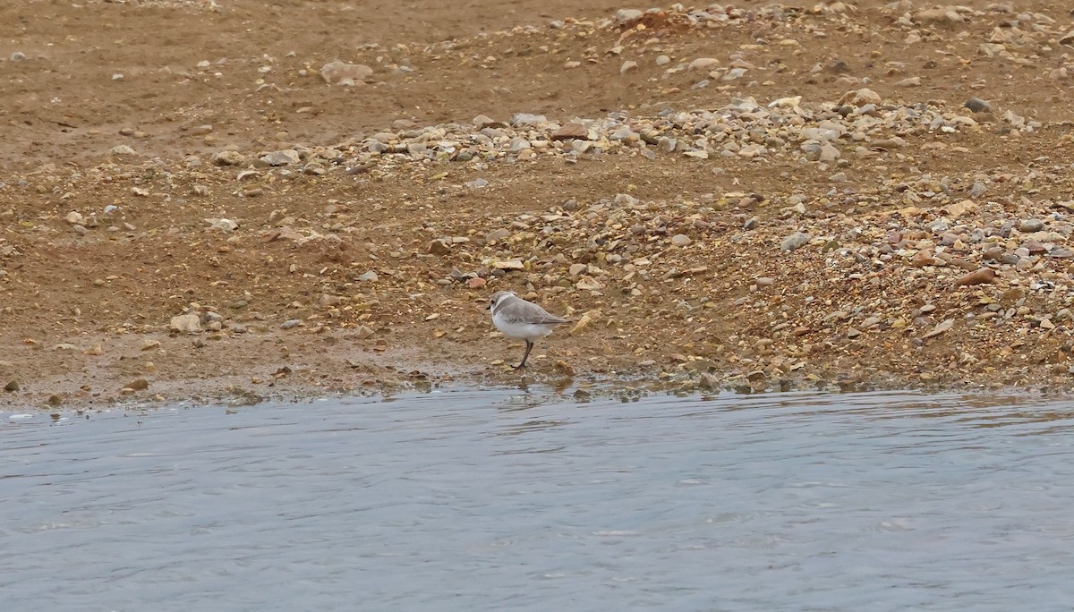 Морской зуёк - ML657361336