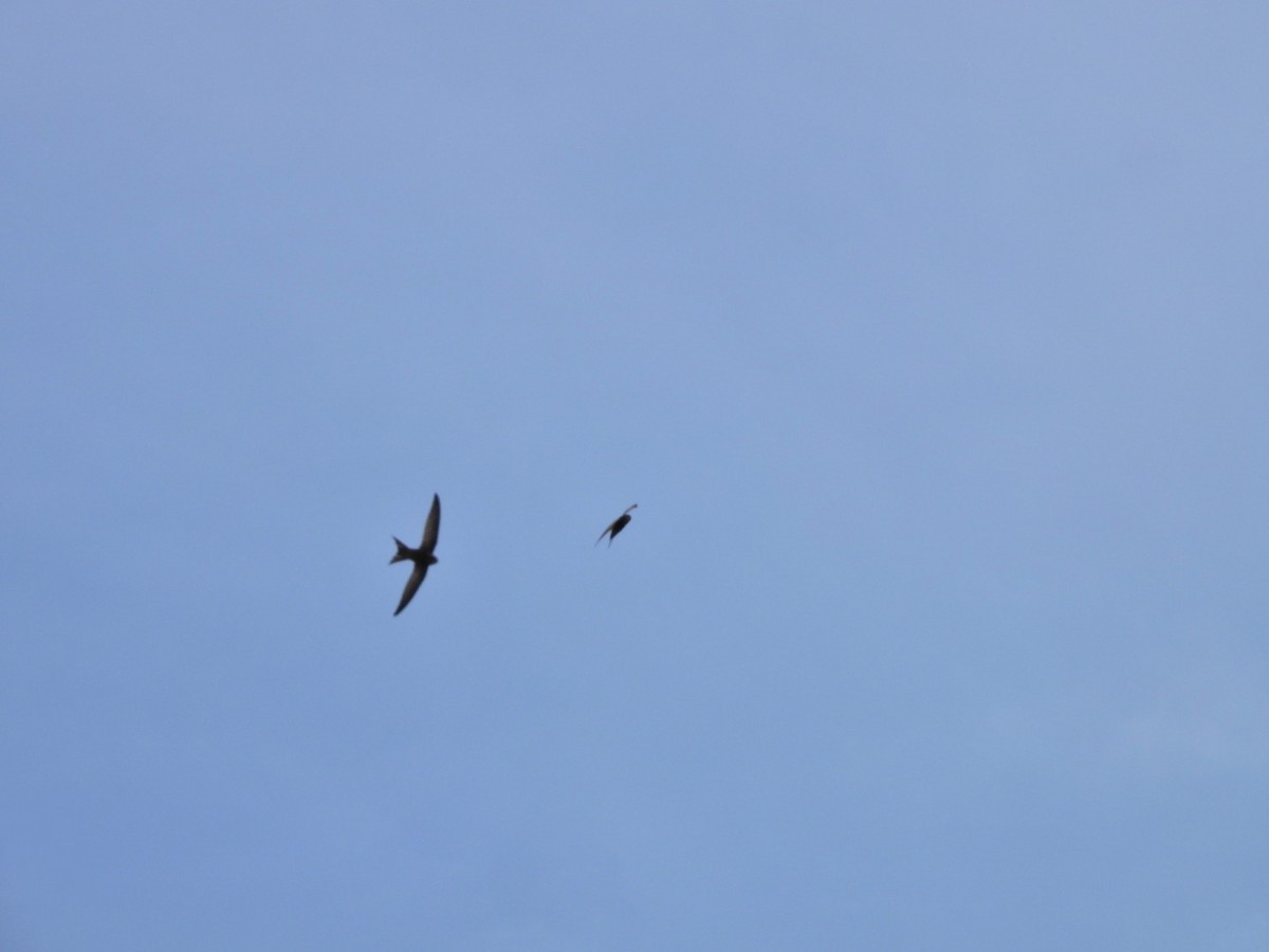 Plain Swift - ML657361652