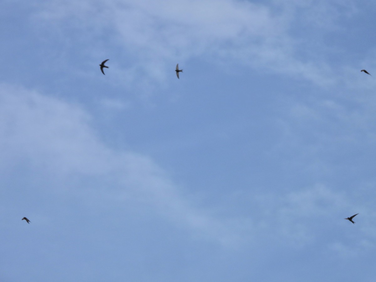 Plain Swift - ML657361653