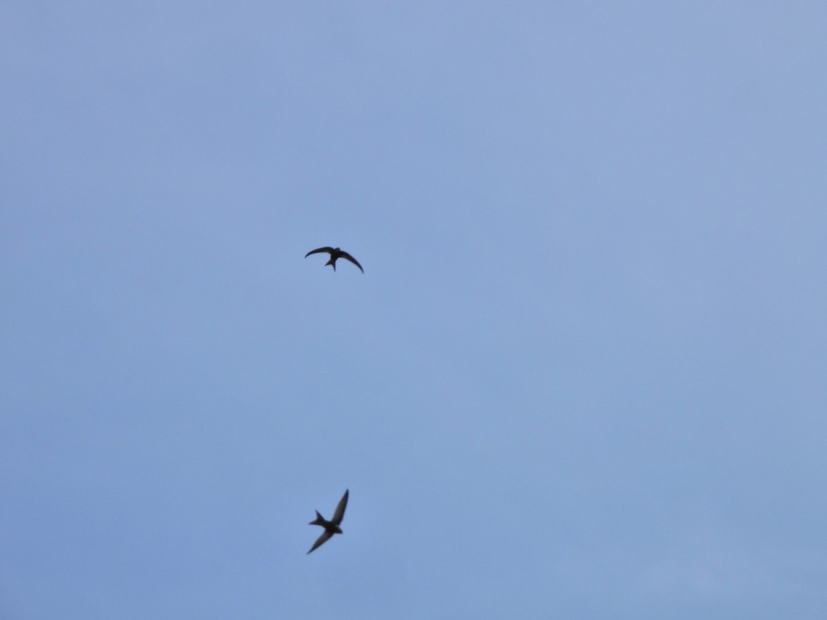 Plain Swift - ML657361654