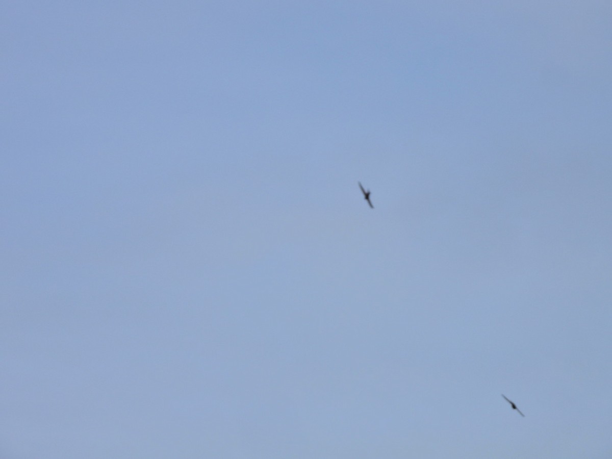 Plain Swift - ML657361655