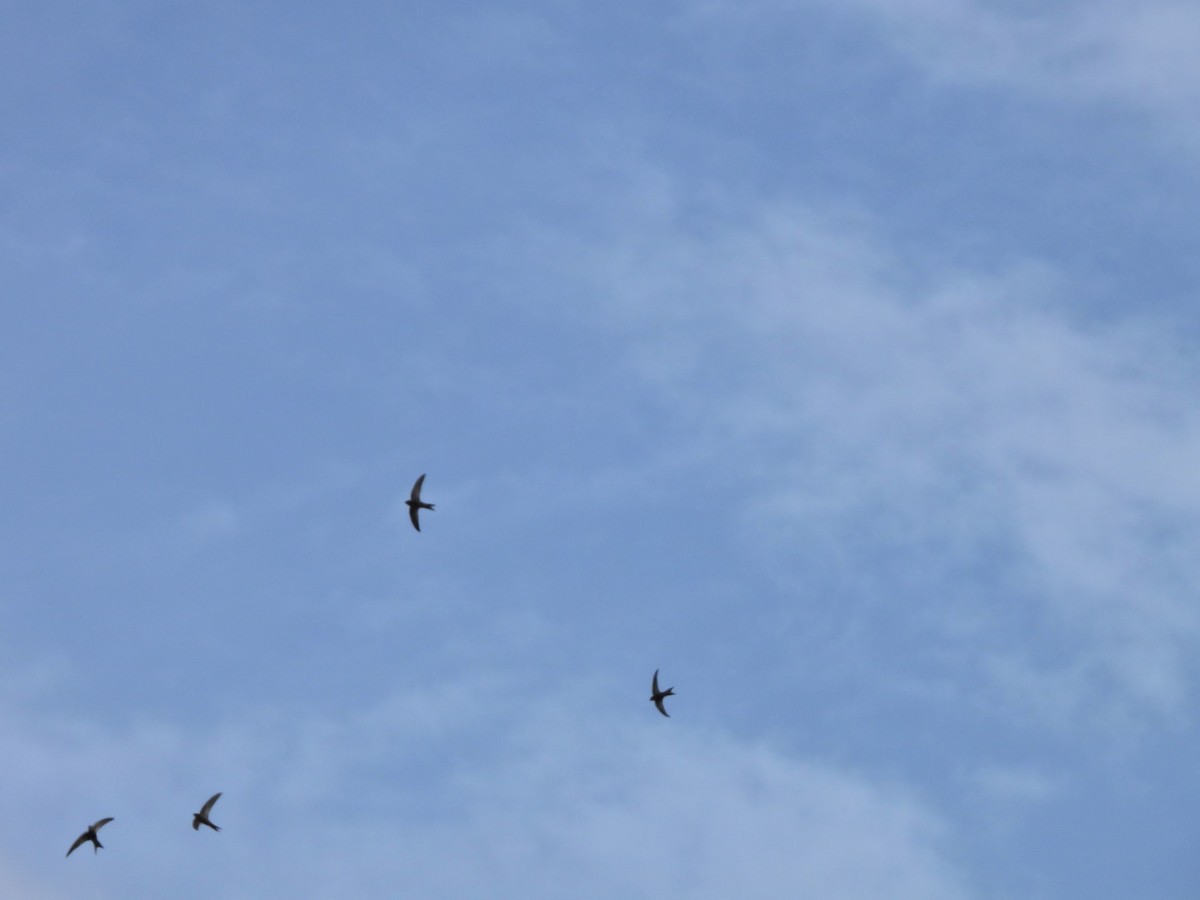 Plain Swift - ML657361656
