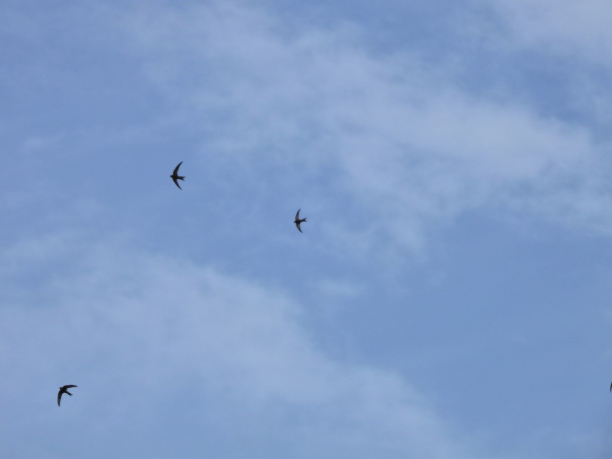 Plain Swift - ML657361657
