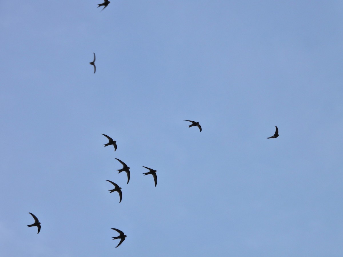 Plain Swift - ML657361658
