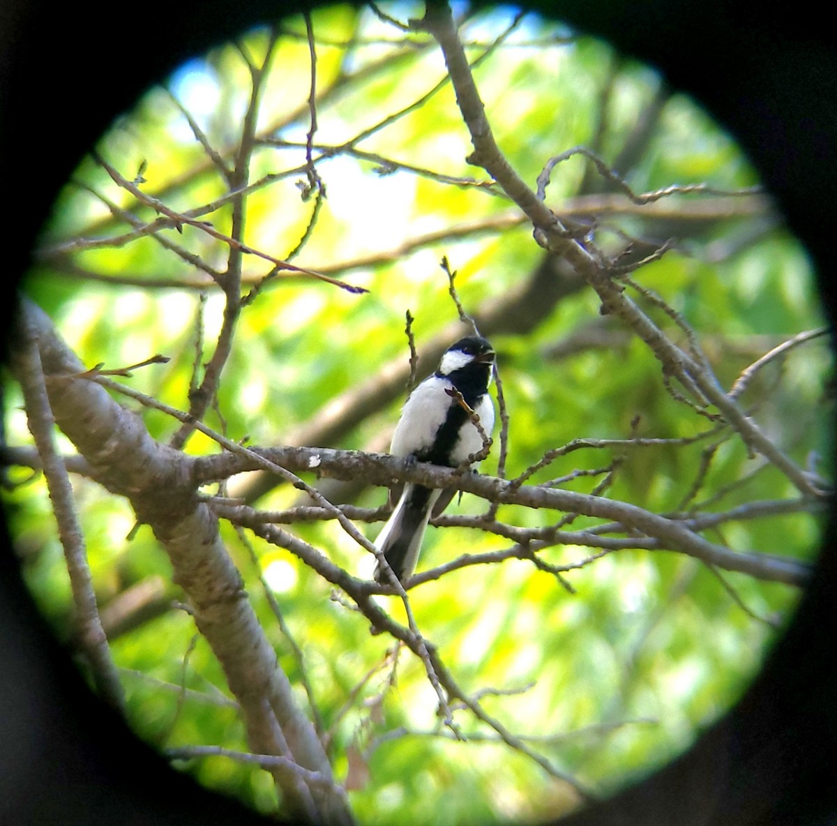 Asian Tit - ML657361663