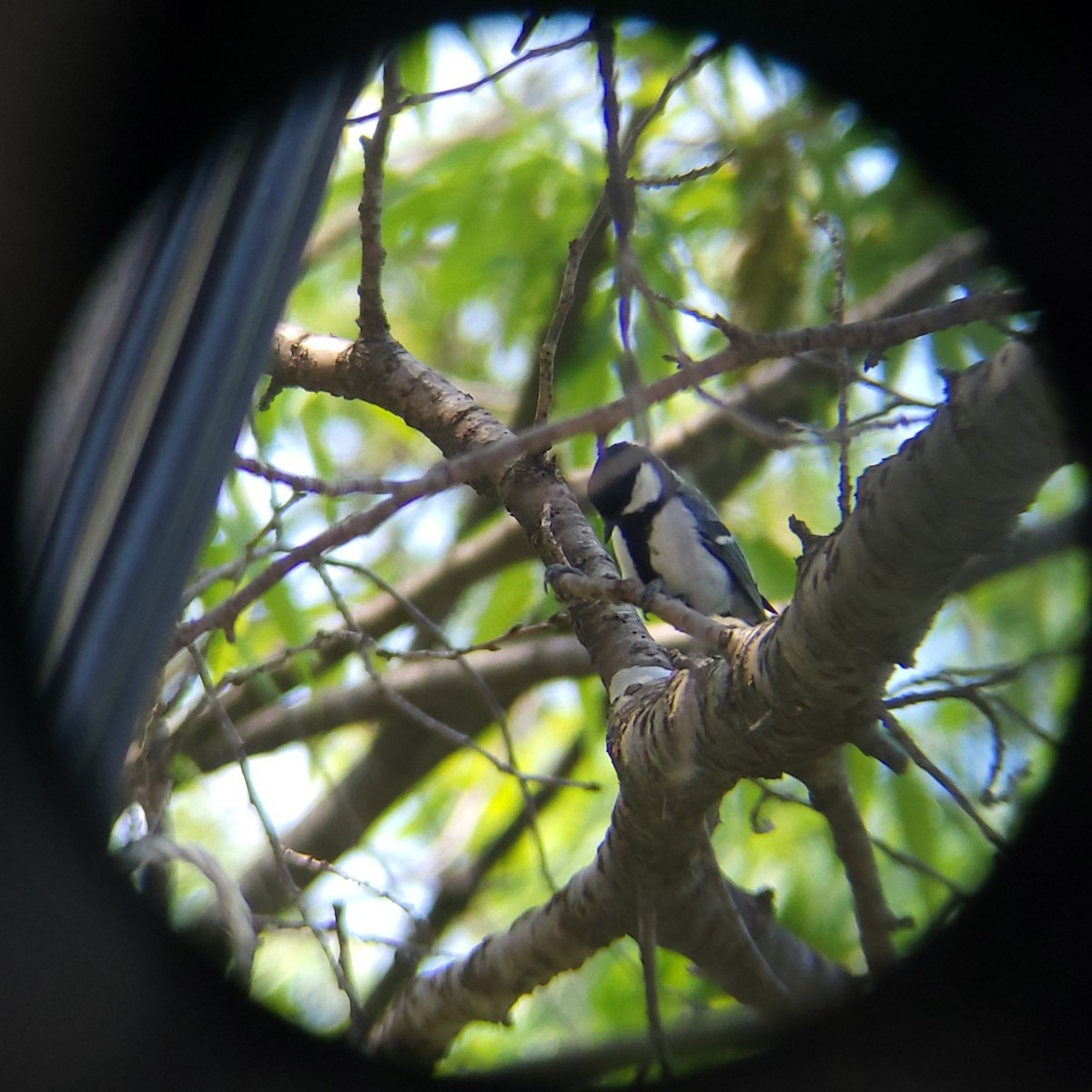 Asian Tit - ML657361664
