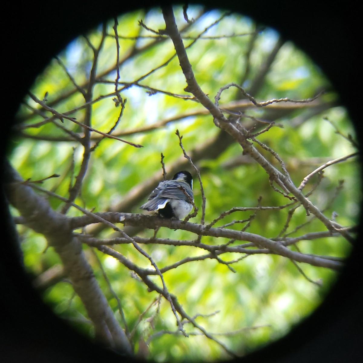 Asian Tit - ML657361665