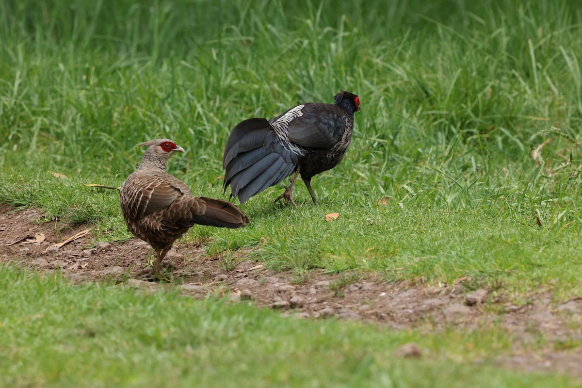 eBird Checklist - 23 Apr 2026 - Hakalau Forest NWR--Pua Akala Tract ...