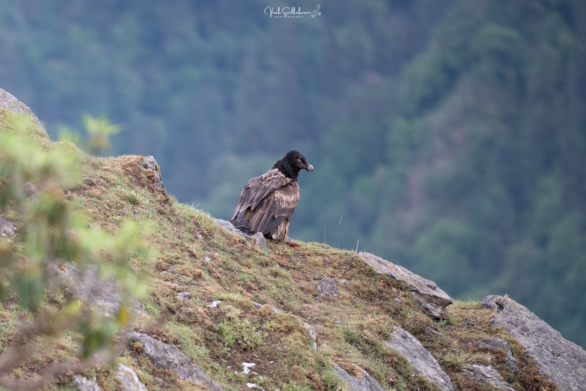 lammegribb - ML657363073