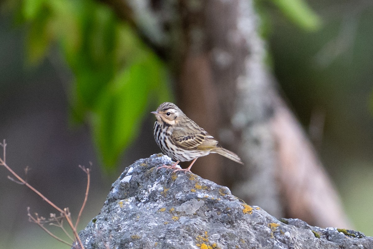 sibirpiplerke - ML657363176